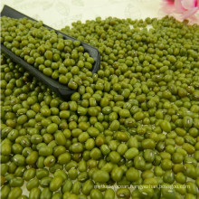 Organic Sprouting green mung beans